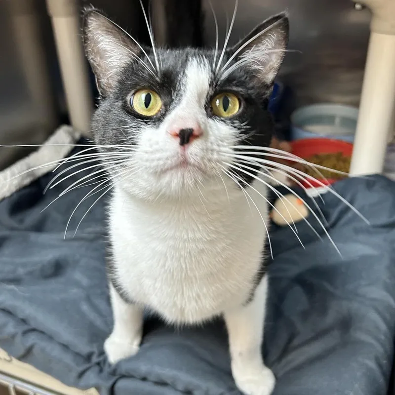 An adult medium-sized male Black Domestic Short Hair cat named Mr. Cuddle Bug for adoption in Newport, NC