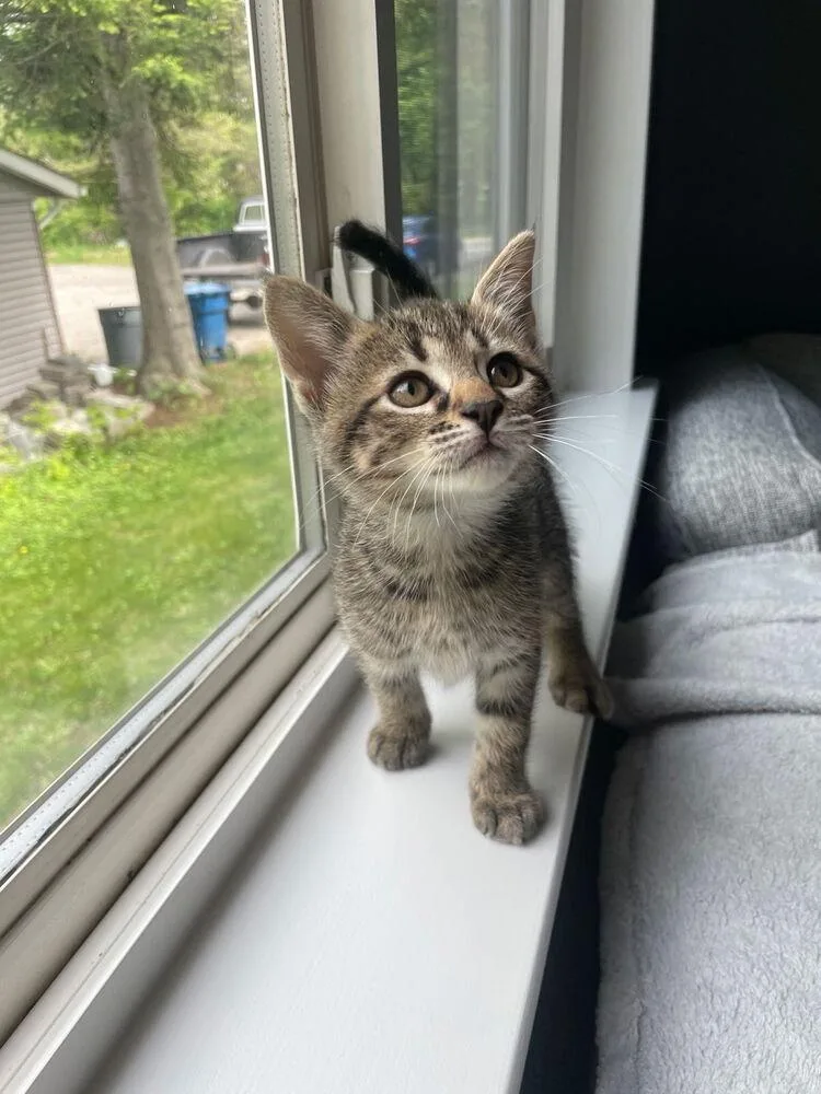 A baby small-sized male Domestic Short Hair cat named Finch for adoption in Ferndale, MI