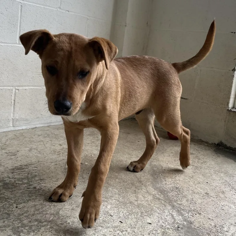 A young medium-sized male Yellow / Tan / Blond / Fawn Mixed Breed dog named Simba for adoption in LOXAHATCHEE, FL
