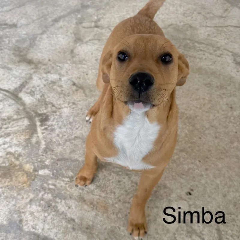 Simba thumbnail 2