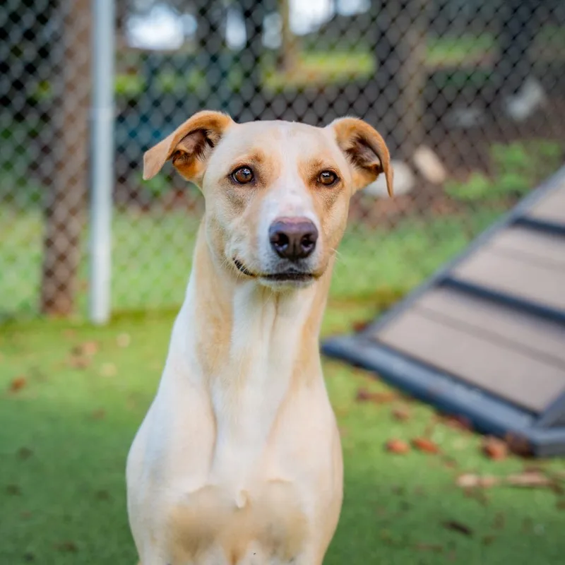 An adult medium-sized male Yellow / Tan / Blond / Fawn Yellow Labrador Retriever dog named Archie for adoption in Gainesville, GA