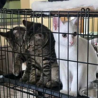 A baby medium-sized female Domestic Short Hair cat named Cherry for adoption in Avondale, PA