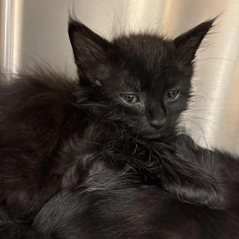 A baby small-sized male Black Domestic Medium Hair cat named Classical for adoption in Jacksonville, FL