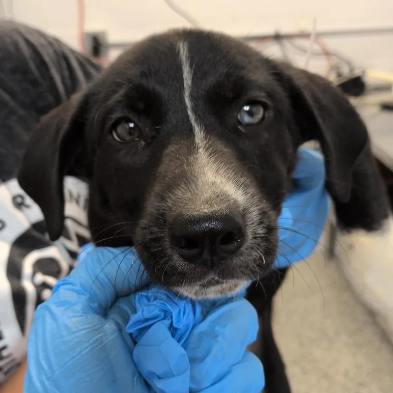 A baby small-sized female Black Pointer dog named Quinn for adoption in Hattiesburg, MS