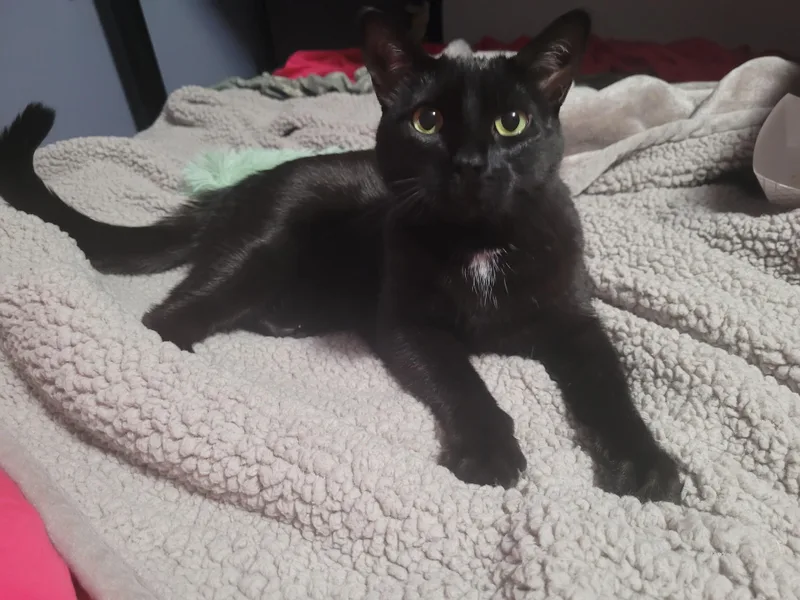 Pipsqueak thumbnail 2