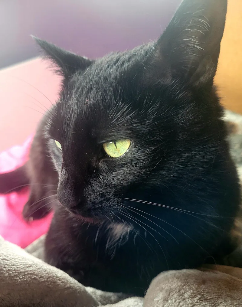 Pipsqueak thumbnail 3