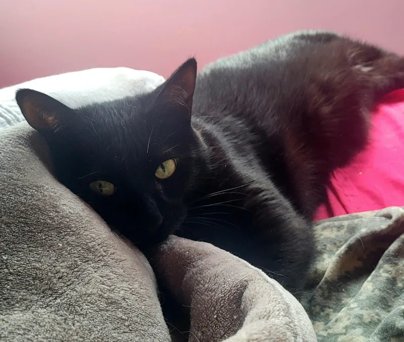 Pipsqueak thumbnail 4