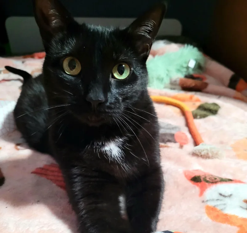 Pipsqueak thumbnail 5