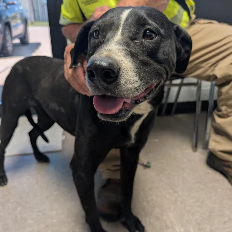 An adult medium-sized male Black Mixed Breed dog named Walter for adoption in Independence, KS