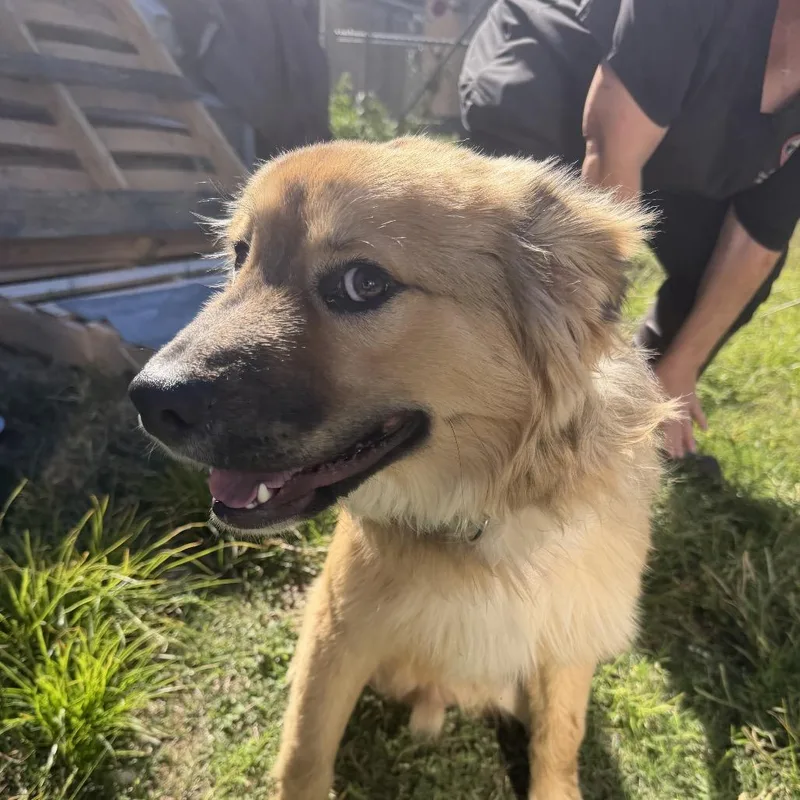 A young medium-sized male Chow Chow dog named Sherman for adoption in Birmingham, AL