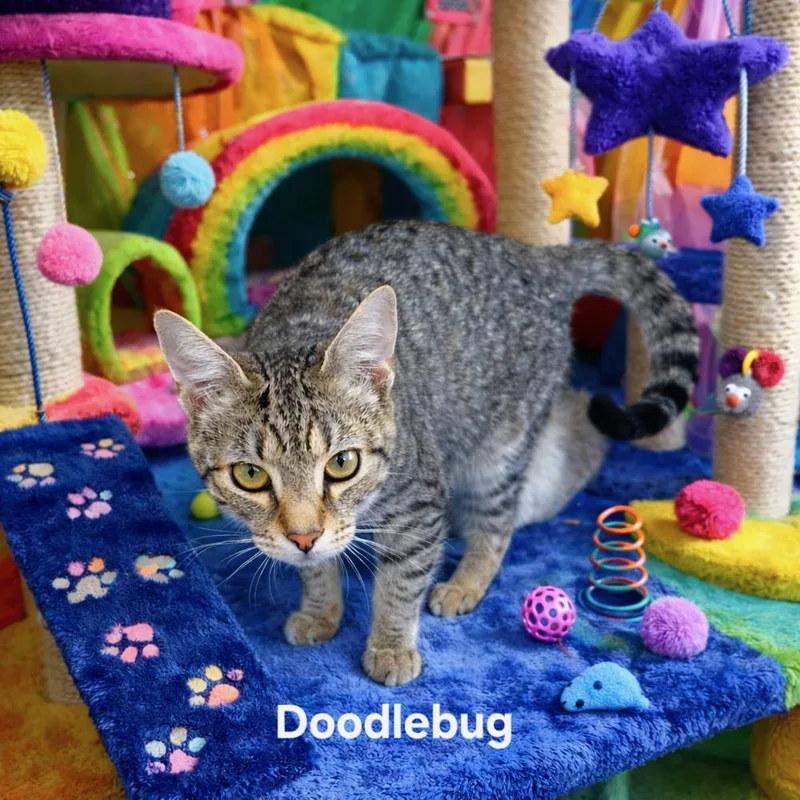 Doodlebug T