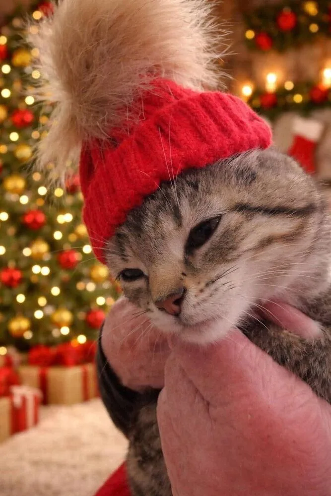 Doodlebug T thumbnail 2