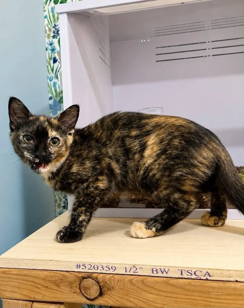 A baby small-sized female Tortoiseshell cat named Suki C Grace for adoption in Saunderstown, RI