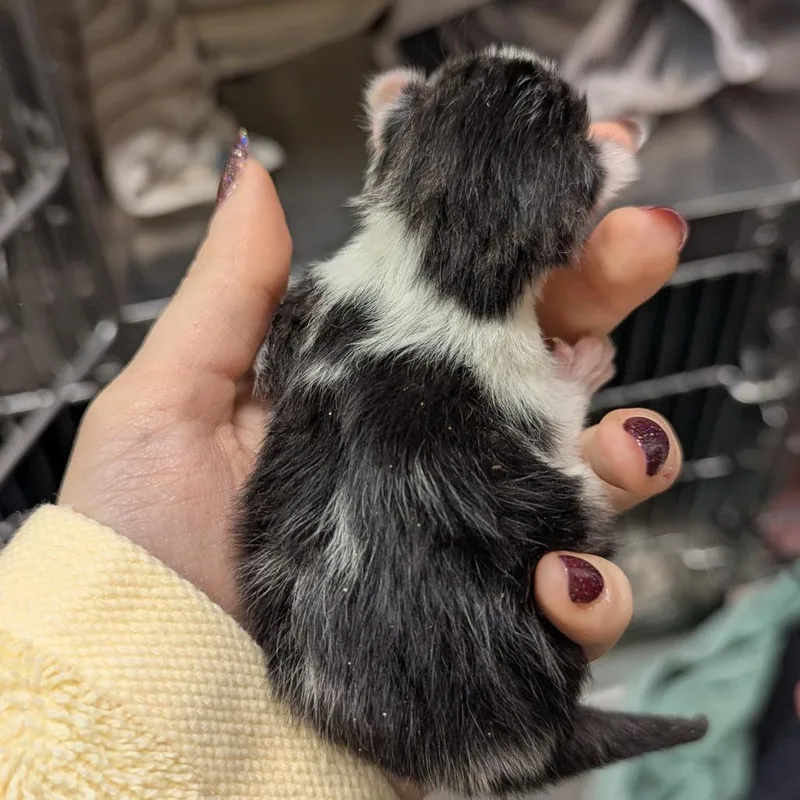A baby small-sized female Gray / Blue / Silver Domestic Short Hair cat named Emma for adoption in Pittsburgh, PA