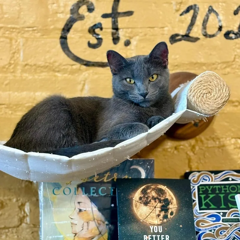 A young small-sized female Gray / Blue / Silver Domestic Short Hair cat named Rue for adoption in Pittsburg, KS