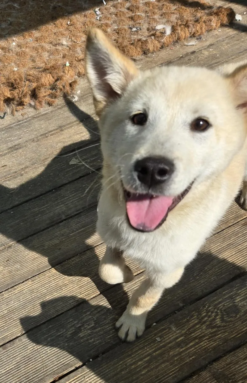 A young medium-sized male Jindo dog named Pino for adoption in Duluth, GA