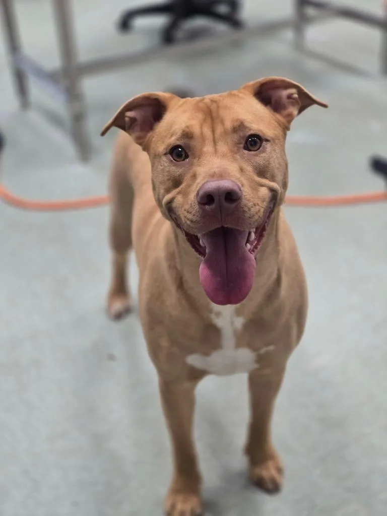 A young medium-sized female Pit Bull Terrier dog named Gracie for adoption in Danielsville, GA