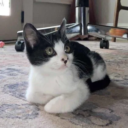 A baby small-sized male Black Domestic Short Hair cat named Zorro for adoption in Atlanta, GA