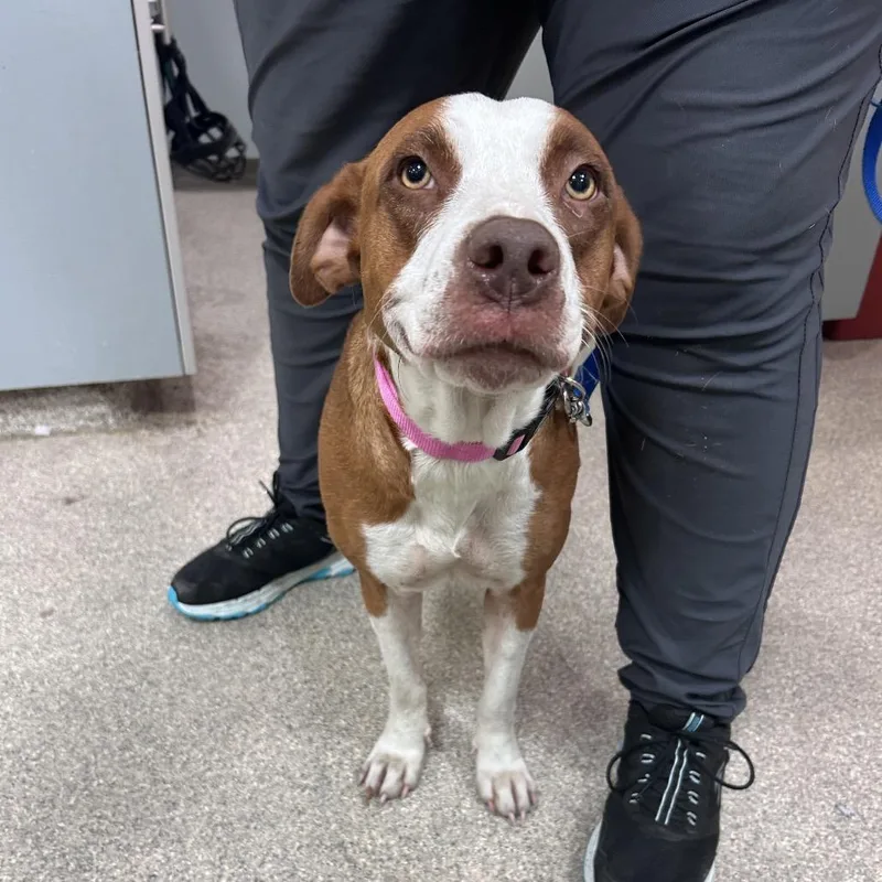 An adult medium-sized female Brown / Chocolate Mixed Breed dog named Sundae for adoption in Jacksonville, FL