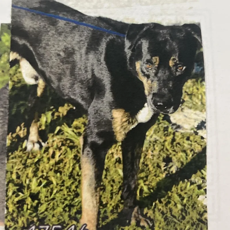 An adult medium-sized male Black Mixed Breed dog named Zeus for adoption in West Palm Beach, FL