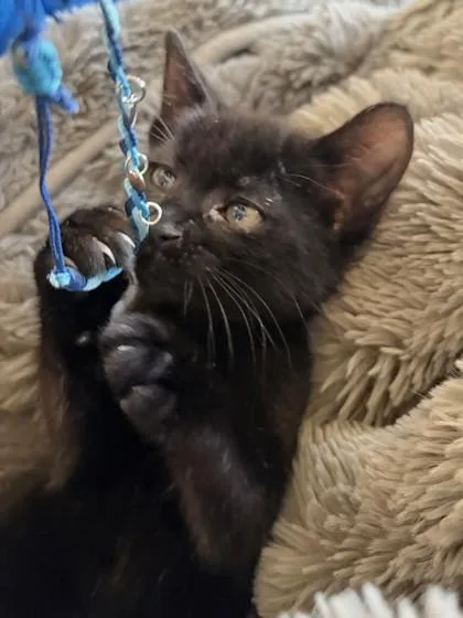A young small-sized female Black Domestic Short Hair cat named Lily for adoption in Santa Cruz, CA