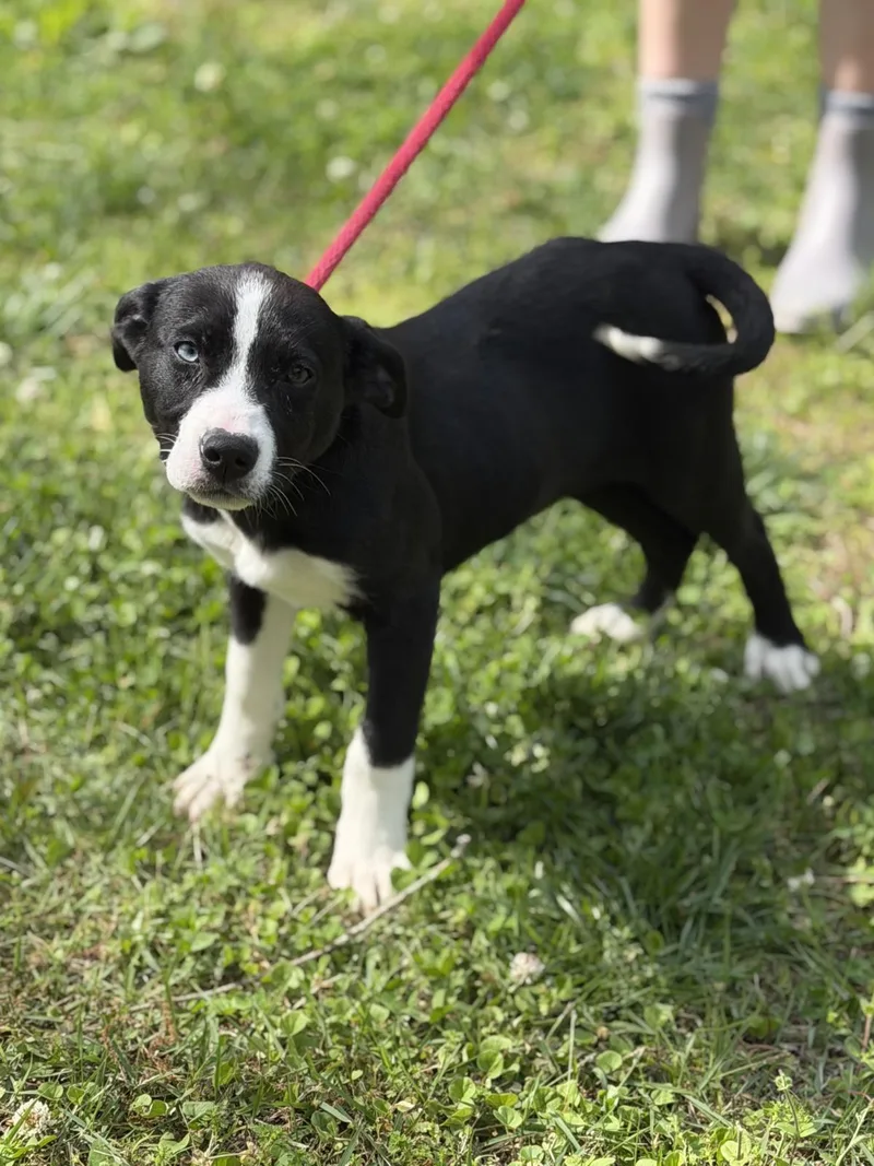 Rigatoni thumbnail 3