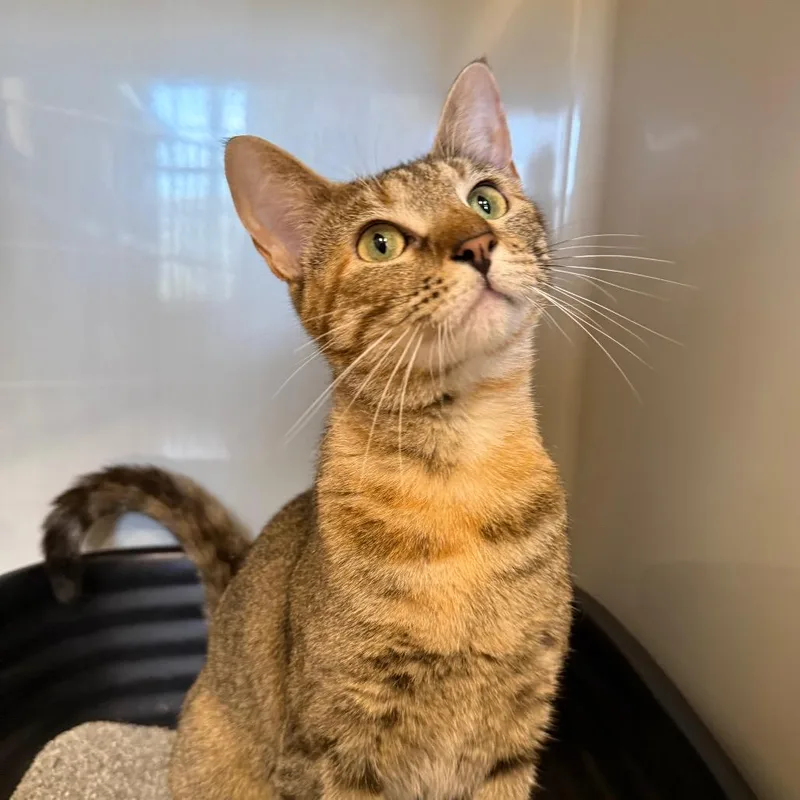 An adult medium-sized female Torbie Domestic Short Hair cat named Tammy Lynn for adoption in Saint Charles, MO