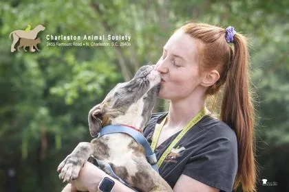 A young medium-sized female American Staffordshire Terrier dog named a Lainey for adoption in North Charleston, SC