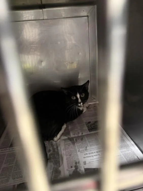 An adult medium-sized male Domestic Short Hair cat named Tom for adoption in Chatsworth, CA