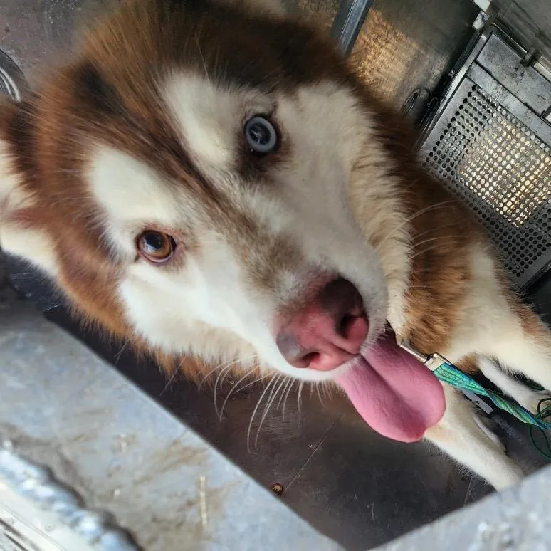 An adult medium-sized male Red / Chestnut / Orange Husky dog named Hamilton for adoption in Birmingham, AL