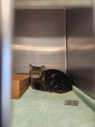 An adult medium-sized female Domestic Short Hair cat named Stan for adoption in Fallston, MD