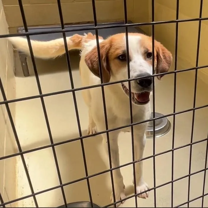 A young medium-sized male White / Cream Anatolian Shepherd dog named Auggie for adoption in Clarksville, VA