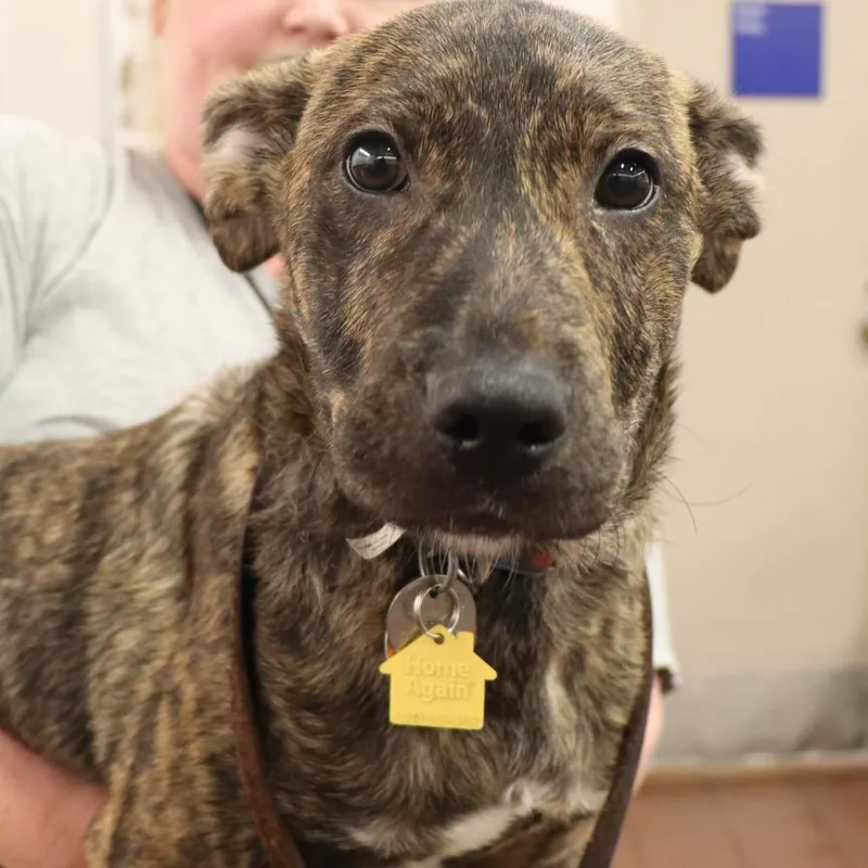 A baby medium-sized male Mixed Breed dog named Helix for adoption in Port Washington, NY