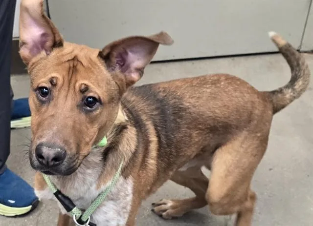 A young medium-sized male Australian Cattle Dog / Blue Heeler dog named Cookie Dough for adoption in Tucson, AZ