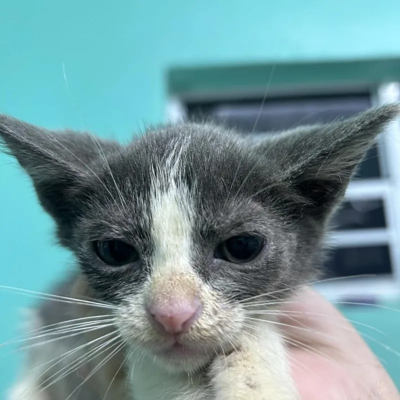 A baby small-sized male Gray / Blue / Silver American Shorthair cat named Spencer for adoption in Guaynabo, PR