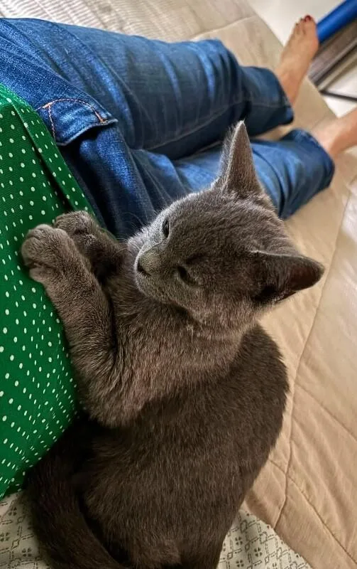 A young medium-sized female Gray / Blue / Silver Domestic Short Hair cat named Emerson for adoption in North Babylon, NY