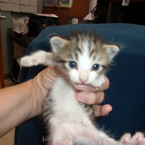 A baby small-sized female Domestic Short Hair cat named Meep for adoption in Milton, FL