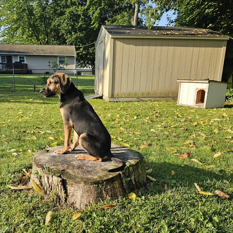 Finn