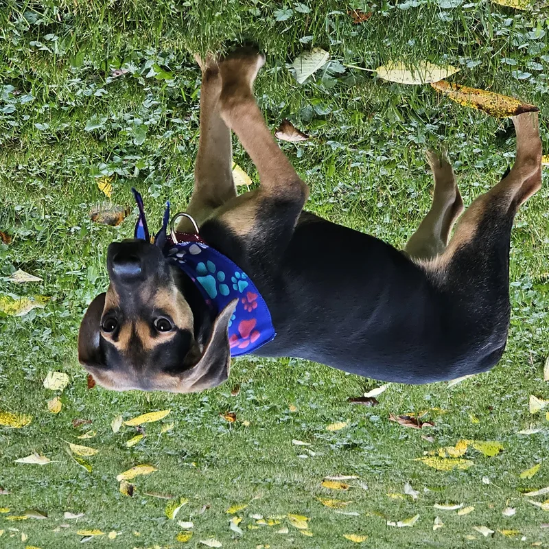 Finn thumbnail 4