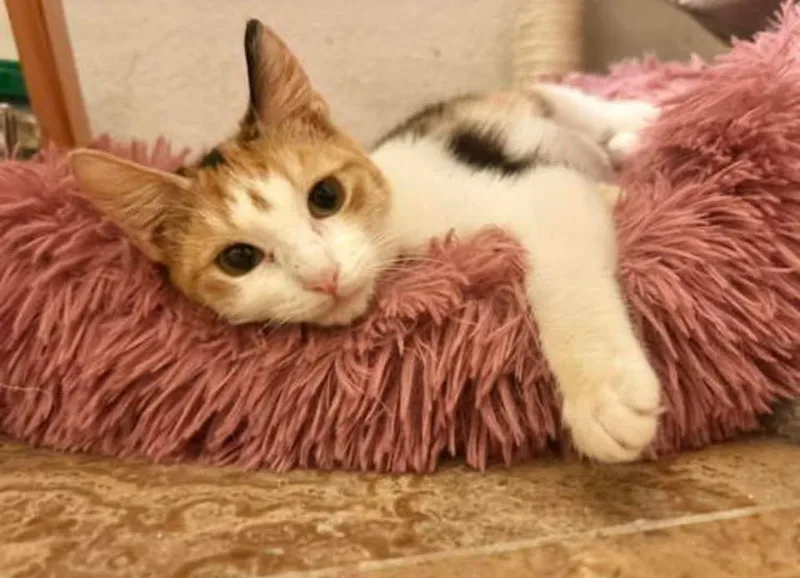 A baby medium-sized female Calico cat named Jasmine And Lilycoi for adoption in Napa, CA
