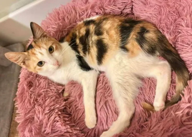 Jasmine And Lilycoi thumbnail 3