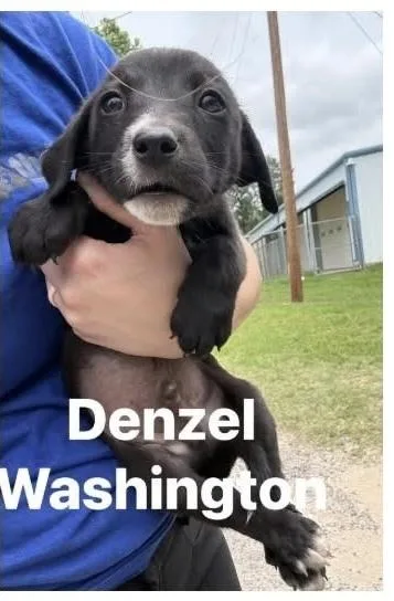 A baby small-sized male Tricolor (Brown, Black, & White) Labrador Retriever dog named Denzel Washington for adoption in Randolph, MA