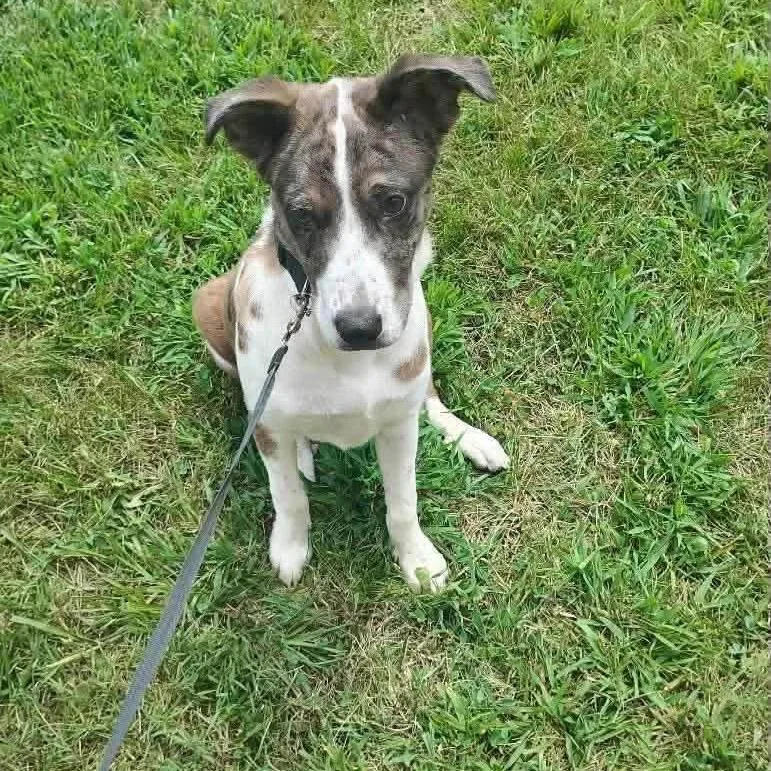 A young medium-sized female Catahoula Leopard Dog dog named Journey for adoption in Chillicothe, IL