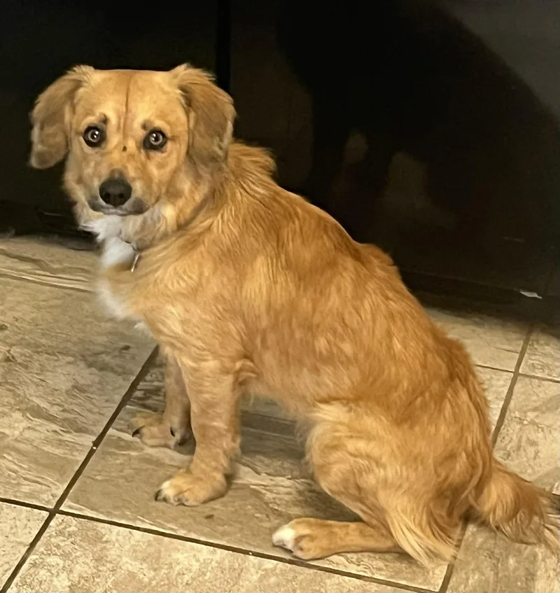 A young small-sized male Golden Jack Russell Terrier dog named Woody for adoption in Temple, TX