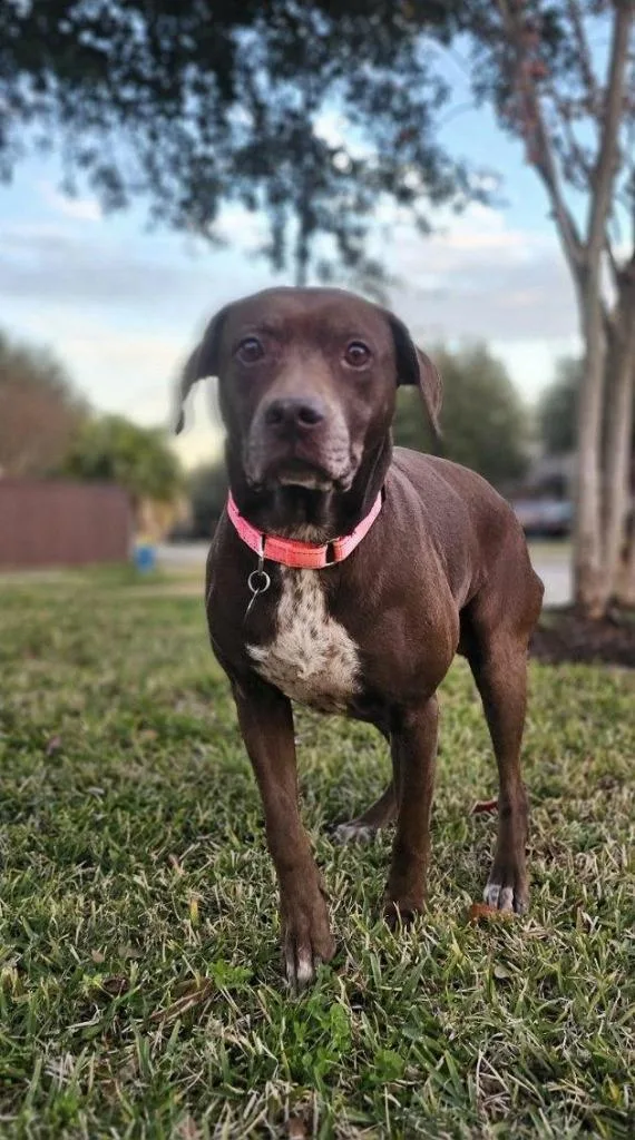 An adult large-sized female Labrador Retriever dog named Ruby for adoption in Spring, TX