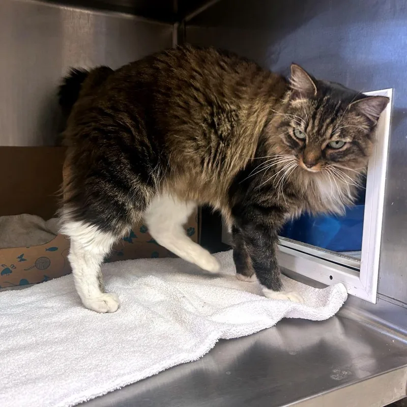 An adult large-sized female Brown / Chocolate Domestic Long Hair cat named Buckley for adoption in Santa Barbara, CA