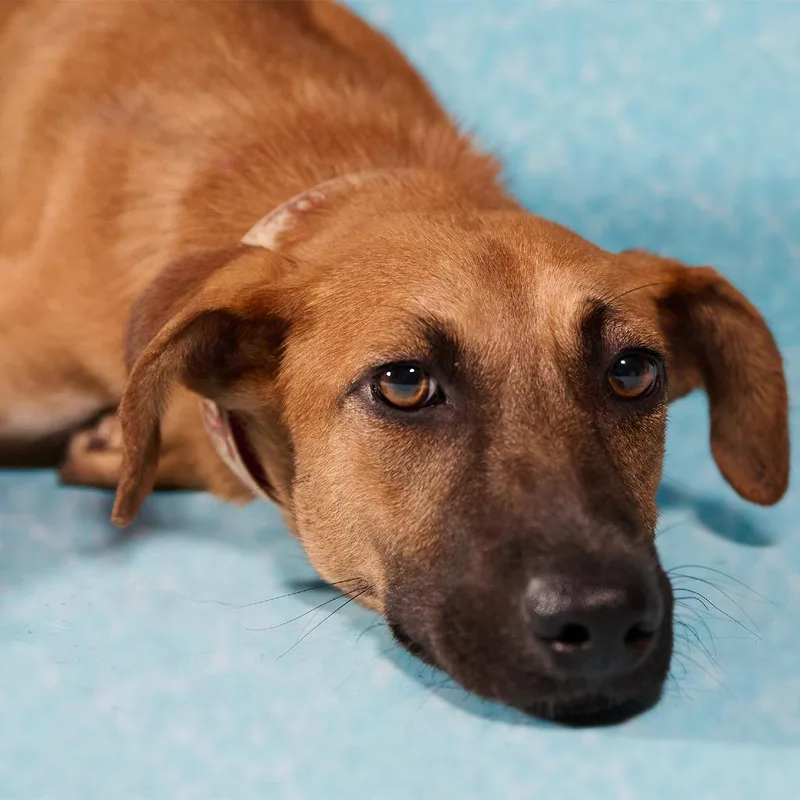 Guarionex thumbnail 2