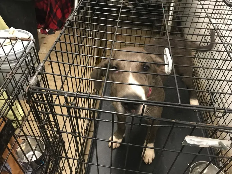 A young medium-sized male Mixed Breed dog named Drake for adoption in Chickamauga , GA