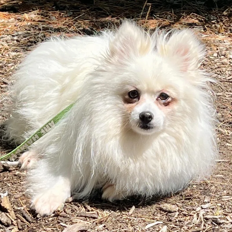 An adult small-sized female White / Cream Pomeranian dog named Elisa for adoption in East Hampton, NY