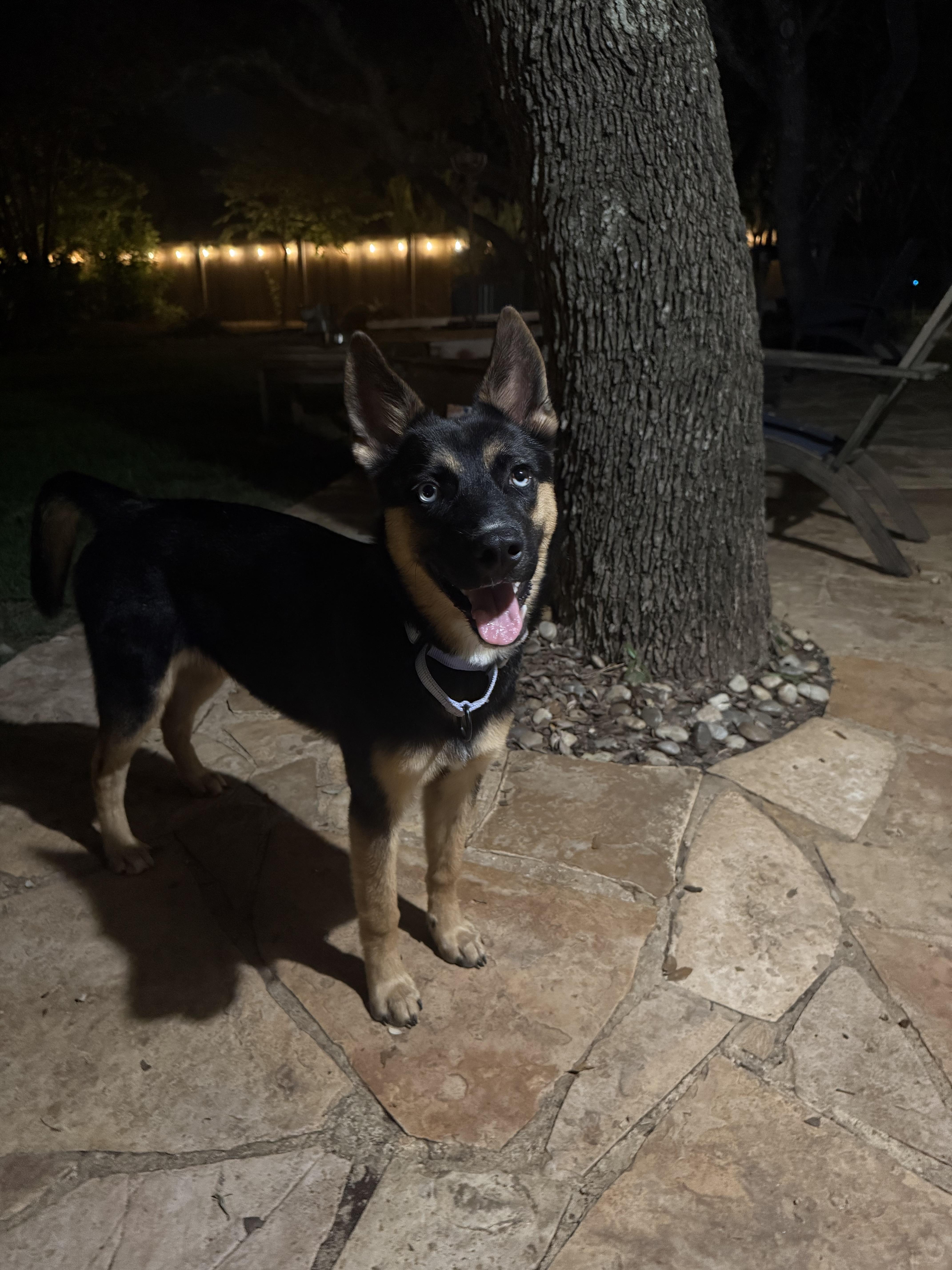 A baby medium-sized male Black German Shepherd Dog dog named Liberty for adoption in San Antonio, TX
